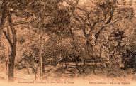 Montmirail, sous-bois et la Vierge à Gigondas