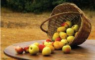 Le panier à fruits renversé. Osier blanc tissé (reproduction musée de la vannerie) à Cadenet